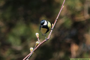 Talgoxe, Parus major